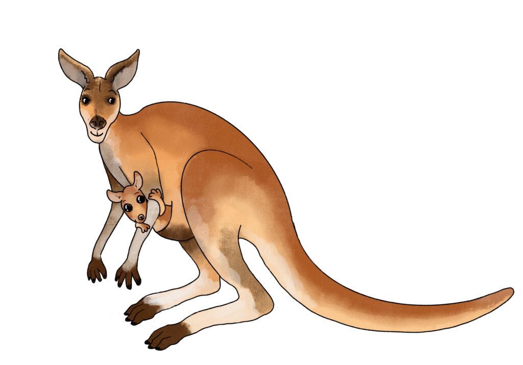 a kangaroo and her joey